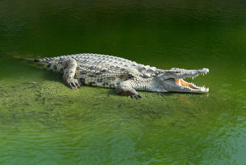 Aligator.