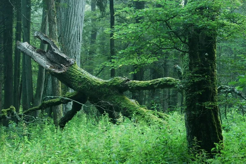 Puszcza Białowieska jest terenem bezcennym dla przyrody
