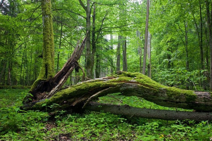 Puszcza Białowieska