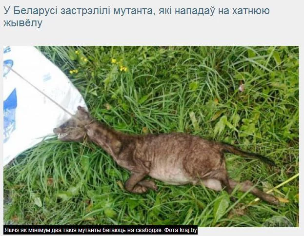 Chupacabra spod Witebska? Chupacabra spod Witebska?