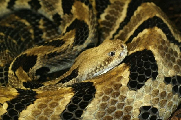 Crotalus horridus zabija rocznie nawet 4500 kleszczy