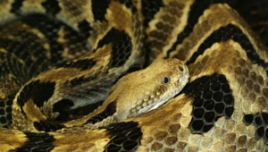 Crotalus horridus zabija rocznie nawet 4500 kleszczy