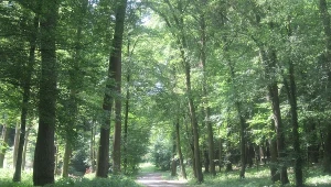 "Europejskie lasy powoli odradzają się po stuleciach ich rabunkowej eksploatacji i wyrębu"