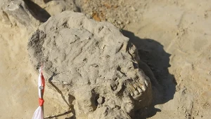 W Reducie Ordona odnaleziono ludzkie szczątki