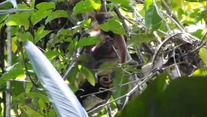 Wąż potrafi skutecznie zaatakować większe małpy, niż dotąd myślano.