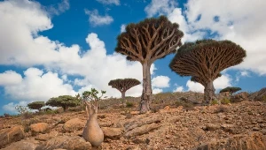 Smocze drzewa i laguny jak z bajki. Wyspa zapiera dech, ale teraz lepiej ją omijać