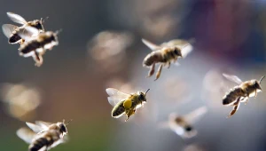 Czy sztuczne pszczoły będą w stanie zastąpić te żywe?