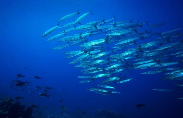 Oceany ogrzewają się, a ławice ryb migrują w okolice biegunów