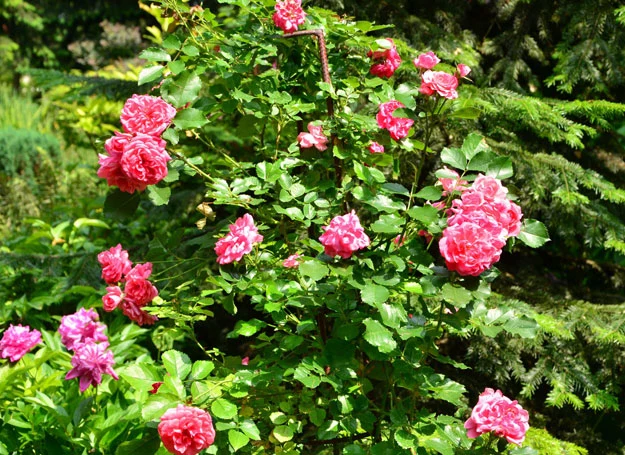 Krzew królowej kwiatów stworzy zarówno na balkonie jak i w ogrodzie sielski klimat