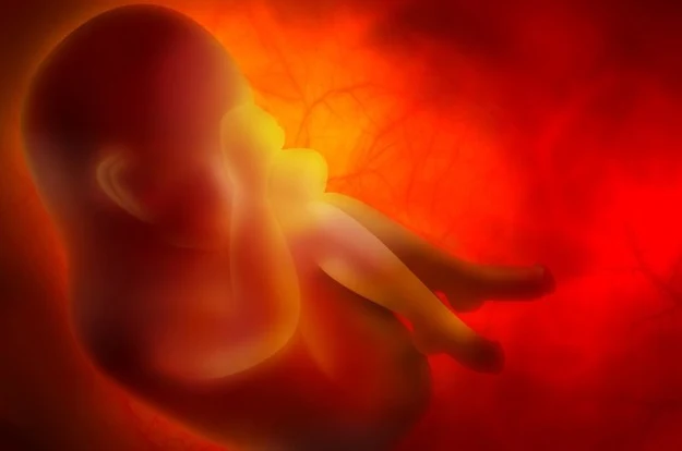 Gen PITX2 w życiu płodowym odpowiada m.in. za usuwanie toksyn z organizmu Gen PITX2 w życiu płodowym odpowiada m.in. za usuwanie toksyn z organizmu