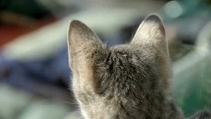 Kot zatrzasnął ludzi na balkonie; interweniowali strażacy