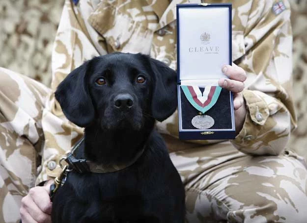 Treo, pies poszukujący materiałów wybuchowych, otrzymał Medal Dickina za swoją służbę w Afganistanie