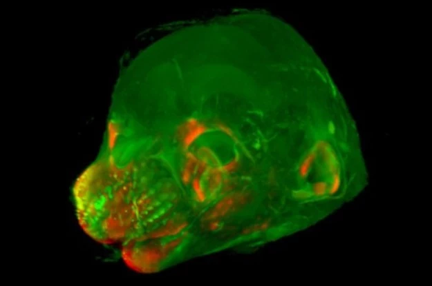 Naukowcy odkryli jakie geny odpowiadają za rozwój twarzy myszy