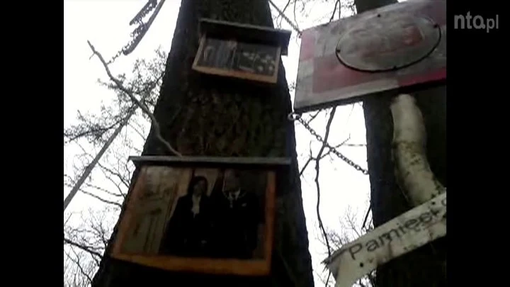 Na zdjęciach przybitych do drzewa są m. in. prezydent Lech Kaczyński z żoną Marią