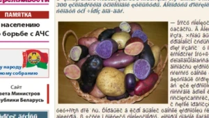 Kolorowe ziemniaki wyhodowane przez białoruskich naukowców