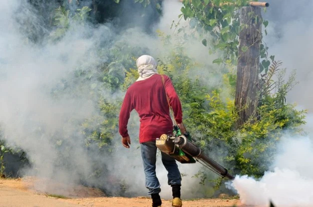 W Tajlandii są organizowane regularne zadymiania, które mają na celu wybicie komarów z gatunku Aedes aegypti. To jedyny sposób ochrony przed dengą