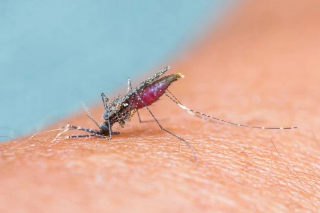 Komary z gatunku Aedes aegypti roznoszą flaviwirusy odpowiadające za rozwój gorączki denga