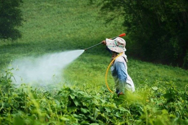 EFSA ostrzega: neonikotynoidy są szkodliwe