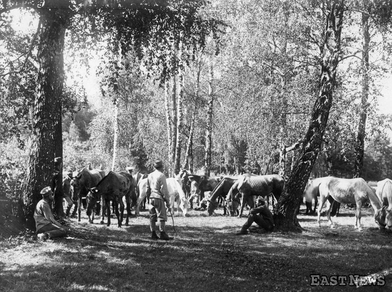 Armia austriacka - stado koni wojskowych w brzozowym zagajniku, 1916