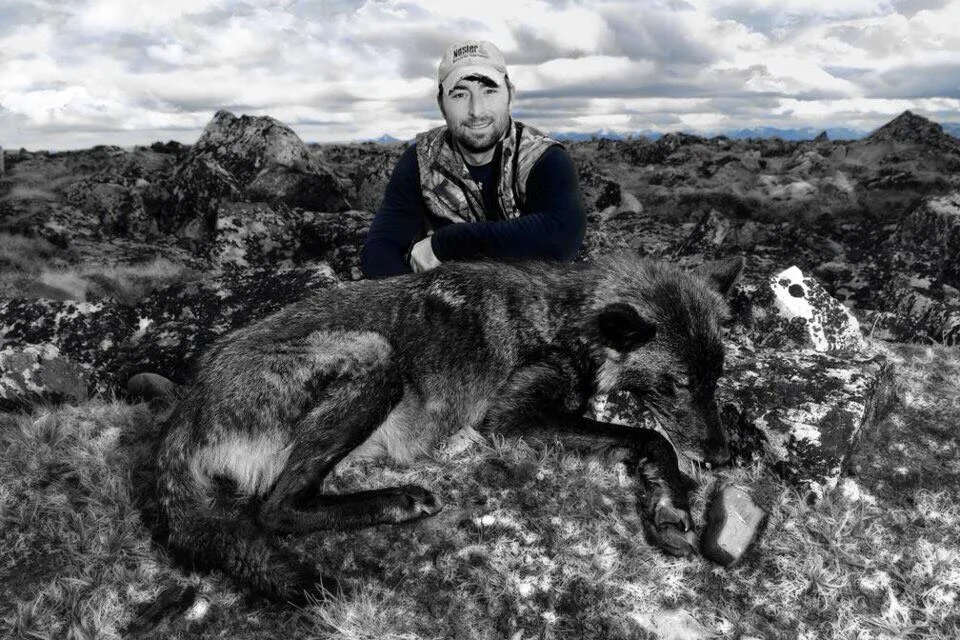 Czarny wilk alaskański