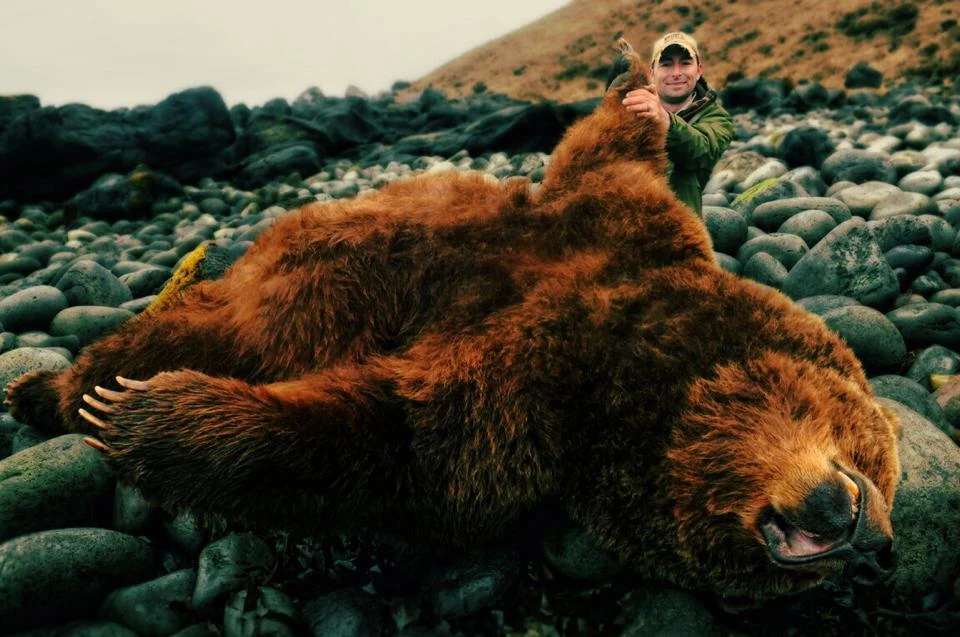 Niedźwiedź brunatny