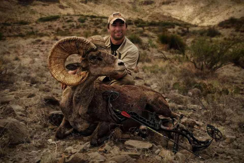 Upolowana z kuszy owca kanadyjska