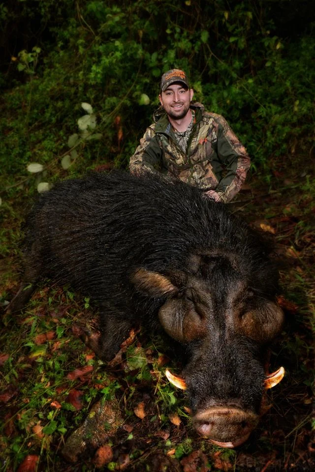 Wielka świnia leśna