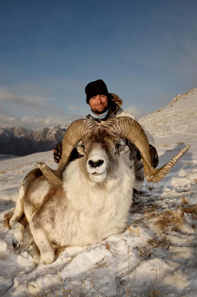Argali - największa z dzikich owiec