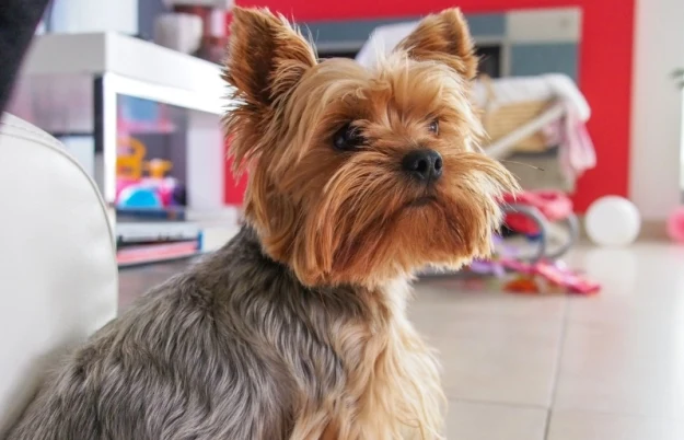 Pethome.com Pethome.com