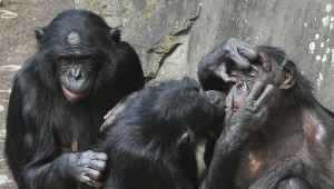 Szympansy w zoo Planckendael w Belgii