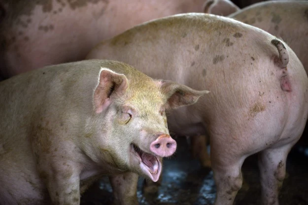 Ksenotransplantacje nie są powszechnie stosowane, ale wkrótce może się to zmienić