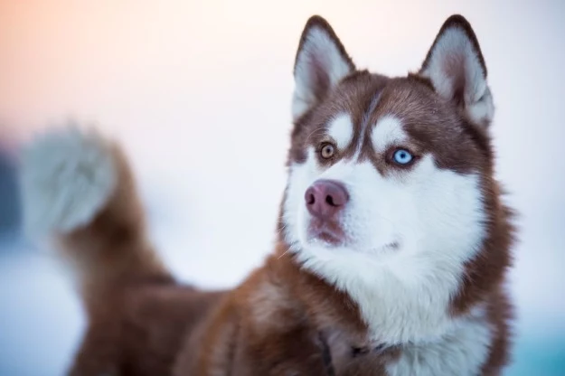 Pies, u którego pojawił się CTVT przypominał dzisiejszejszą rasę husky