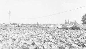 Kapusta i samochody. Motoryzacja w PRL