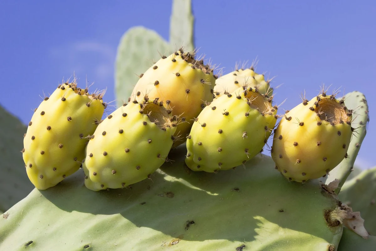 Olej z opuncji figowej tłoczony na zimno to między innymi prawdziwe bogactwo witaminy E, zwanej również "witaminą młodości".