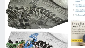 Kolorami oznaczono kości matki (na czarno, zielono i niebiesko), urodzone młode (na czerwono) i oba embriony (na żółto i pomarańczowo). 