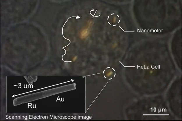 Nanosilniki napędzane ultradźwiękami - nieinwazyjne i skuteczne?