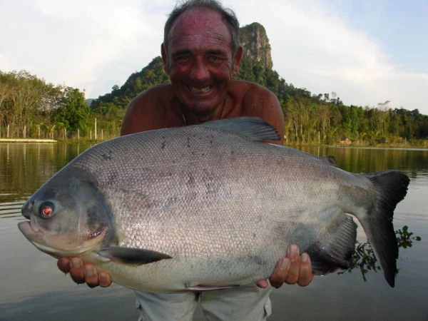 Pacu potrafią osiągać do 90 centymetrów długości i ważyć do 25 kilogramów