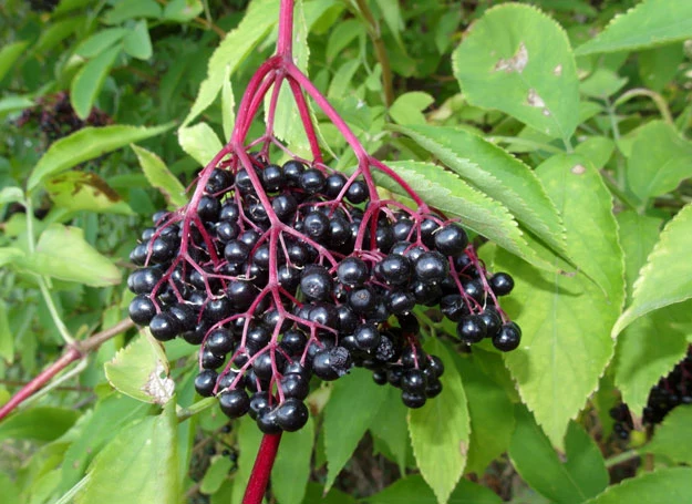 Owoce czarnego bzu działają przeciwgorączkowo i przeciwbólowo