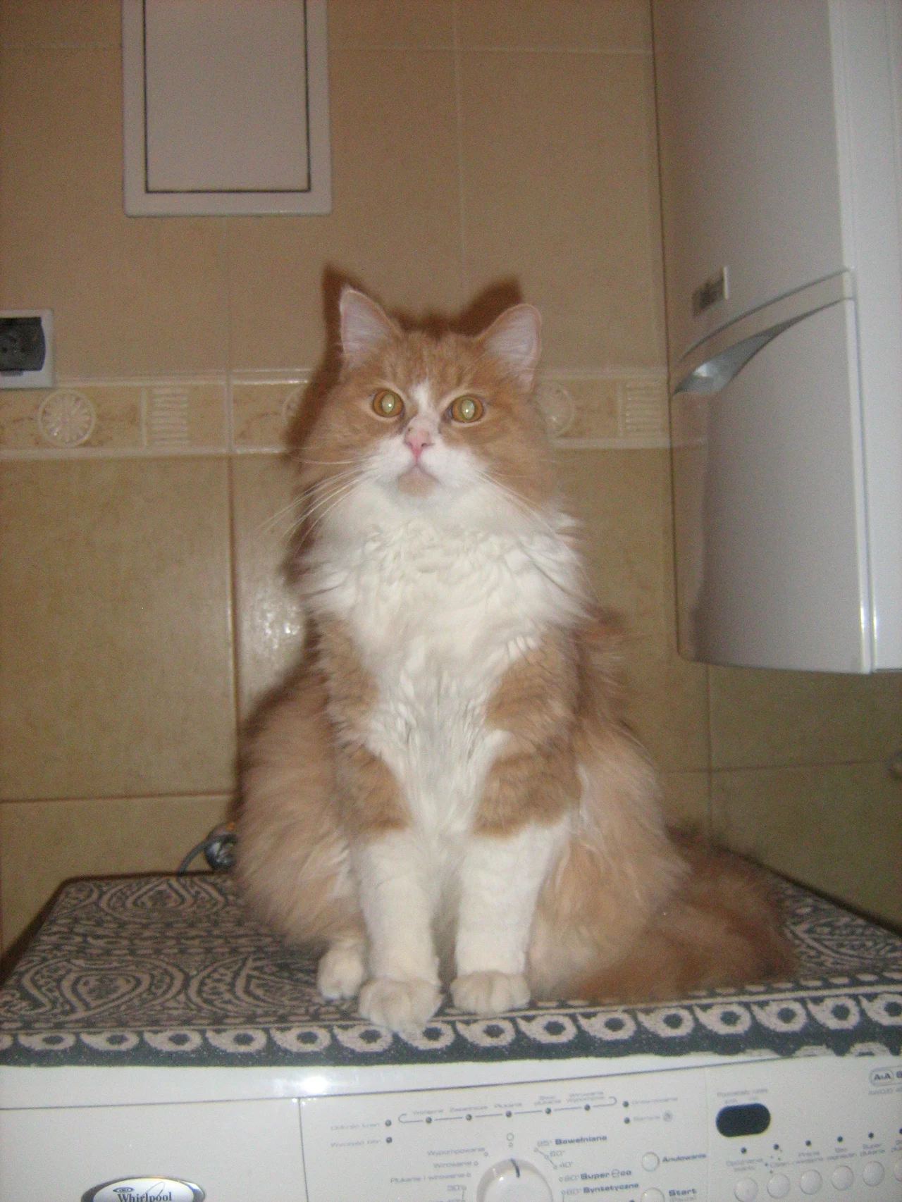 Amadeusz Amadeusz