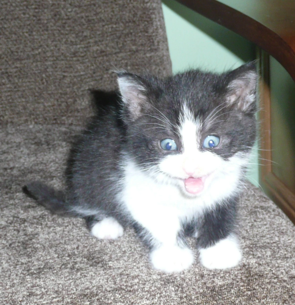 Figaro Figaro