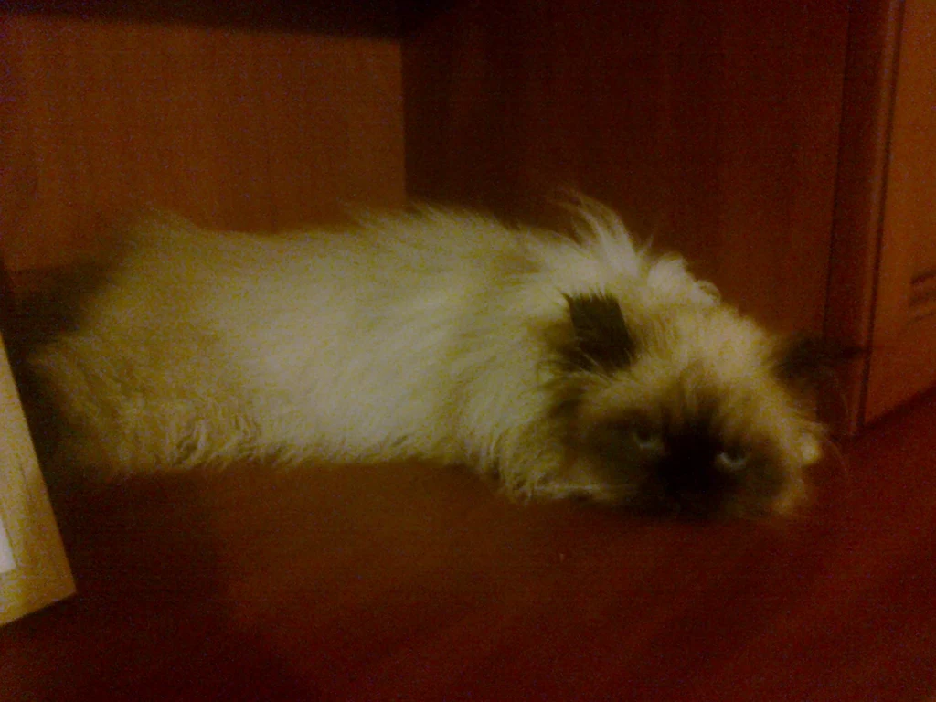 szogus szogus
