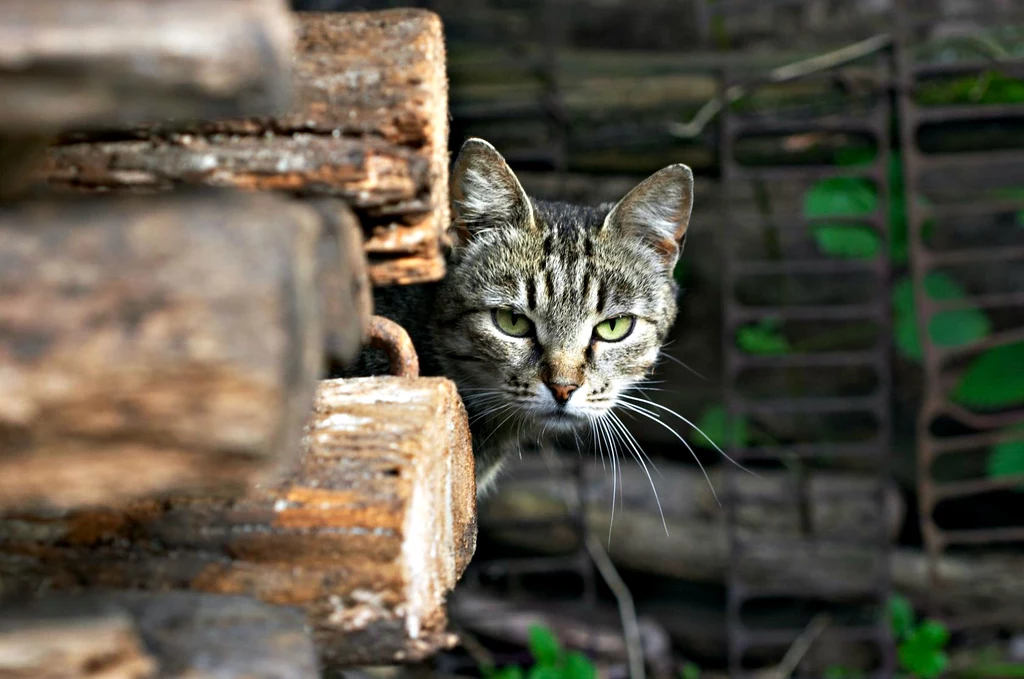 Program "Acoustic Kitty" okazał się całkowitą porażką