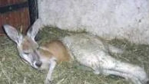 Kangurzyca musiała przejść operację ustawienia kości