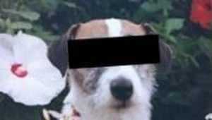 Za wyprowadzanie psa bez smyczy i kagańca można stanąć przed sądem