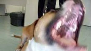 Właściciele agresywnych psów zarabiają na ich walkach