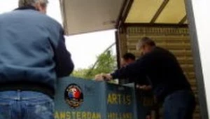 Goryle przyjechały do Opola z Holandii