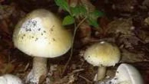 Nie wszystkie grzyby są smaczne i zdrowe