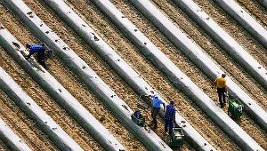 Osoby, które wyjechały do Hiszpanii, by zarobić na plantacjach, pracowały w nieludzkich warunkach