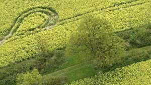 Będziemy uprawiać rośliny energetyczne