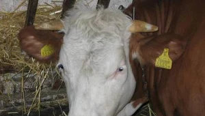 Krowy są zagrożone?